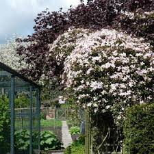 Check spelling or type a new query. Clematis Montana Mayleen Pflanzen Kaufen Online