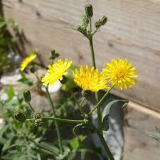 Image result for Trisetopsis milanjianum