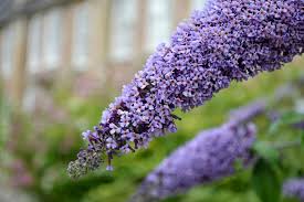 Hummingbirds are attracted to a garden that includes open spaces, allowing them to move freely. Hummingbird Plants 25 Of The Best Flowers That Attract Hummingbirds Gardening From House To Home Drought Tolerant Garden Hummingbird Plants Drought Tolerant Perennials