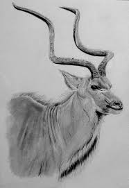 Pencil Art Drawing Of A Kudu Bull By Andy Wilson Www Pet Art Co Uk Zeichnungen