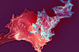 Bcg vaccine is given by intradermal injection. The Trick That Could Inject New Life Into An Old Tuberculosis Vaccine