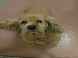 When looking in utah, we know there are many local businesses to choose from, we recommend you consider best friends animal society. 26 Weber County Humane Society In Ogden Utah Ideas Humane Society Animals Animal Shelter