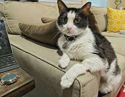 We did not find results for: Premier Vet Care Animal Clinic 5100 Lakeview Pkwy Rowlett Tx 75088 Usa