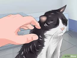 Use a bit of conditioner by spraying it on smaller mats. How To Detangle Cat Fur 11 Steps With Pictures Wikihow Pet