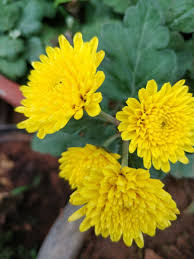 Pin On Srinavaratna Terrace Garden