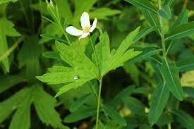 Image result for Ottelia cylindrica