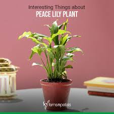 If your peace lily is grown in a garden, a proper greenhouse with some shades would do just fine. Interesting Things To Know About Peace Lily Plant Ferns N Petals