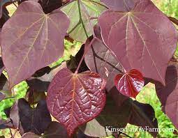 Check out other varieties of redbuds: Eastern Redbud Trees For Sale Georgia Kinsey Family Farm