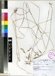 Image result for Bromus leptoclados