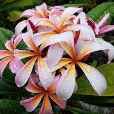 Plumerias Plant Care And Collection Of Varieties Garden Org Plumeria Plant Care Plants
