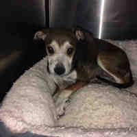 Black And Tan Pugalier Phoenix Az Critical Please Foster Millie Is A Female Foxhound Beagle Mix Puppy For Adoption Who Needs The Fox And The Hound Puppies