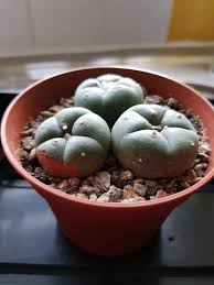 Peyote, or lophophora williamsii, is a species of cactus that contains the psychedelic chemical mescaline. What S Wrong With My Peyote Peyote