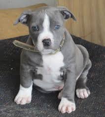 Pure Bred American Staffy Pup What A Cutie Cute Animals Staffy Pups Animals Beautiful