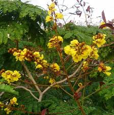 Image result for Limeum pterocarpum