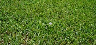 Raleigh St Augustine The Grass Outlet St Augustine Grass Grass Winter Lawn
