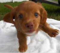 Maybe you would like to learn more about one of these? Dachshund Puppies For Sale In Ny Cam S Dachshunds