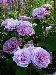 Lavender Ice Rose Photo Great First Bloom Than Very Slow Repeating Very Low And Compact Variety Purple Flowers Pretty Flowers Beautiful Flowers