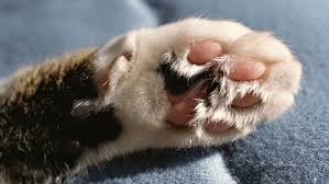 If you want to read similar articles to how to tell if a cat is. 10 Things You Didn T Know About Cat Paws