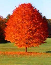Cool temperatures mean minimal transplanting shock. October Glory Red Maple Tree On Fast Growing Trees Nursery Fast Growing Trees Red Maple Tree Flowering Trees