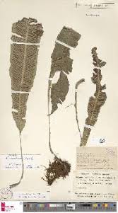 Image result for Asplenium mildbraedii