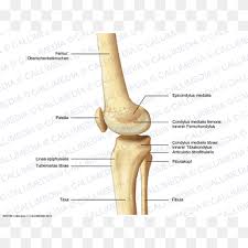 He leg's main function in the human is for locomotion and support of the rest of the body. Thumb Bone Knee Human Leg Tibia Devi Angle Hand Anatomy Png Pngwing