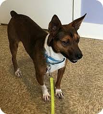According to the 2010 united states census, youngstown had a city proper population of 66,982, making it the 9th largest city in ohio. Basenji Jack Russell Terrier Mix Dog For Adoption In Youngstown Ohio Kane Terrier Mix Dogs Dog Adoption Pets