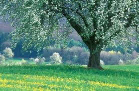 Sometimes the best pictures depict what is most familiar. Free Photo Peaceful Nature Calm Eve Evening Free Download Jooinn