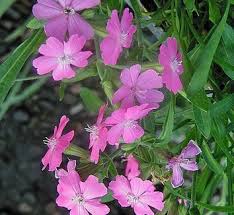 Image result for Silene abyssinica