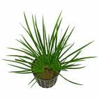 Image result for Syngonanthus robinsonii