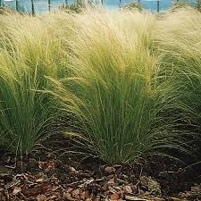 Image result for Polystachya tenuissima