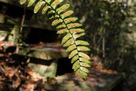 Image result for Asplenium variabile