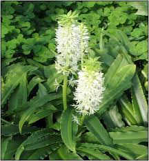 Image result for Eucomis zambesiaca