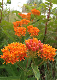 Image result for Asclepias