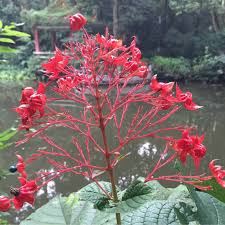 Image result for Clerodendrum melanocrater