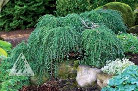 Jan 18, 2019 · these shrubs with glossy green leaves put on a show in early spring with lovely shades of pinks, peach, coral, purple, or white flowers. Weeping Trees Conifers Garden Weeping Trees Garden Shrubs