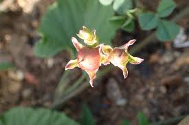 Image result for Convolvulus farinosus