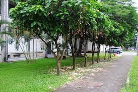 台大夏日煙火 蝶飛四季 udn部落格 tree sidewalk