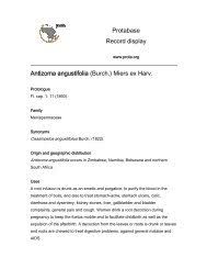 Image result for Antizoma angustifolia