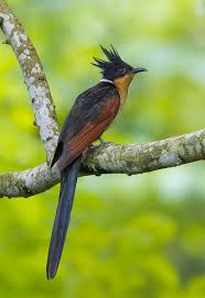 Small Bird With White Ring Around Neck Pin On Birds Butterflies And Flying Critters