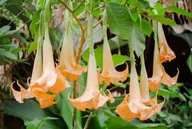 Brugmansia Versicolor Angel S Trumpet