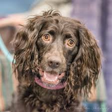 Ukpets found boykin spaniel for sale in the uk. Boykin Spaniel Puppies Boykin Spaniel Society