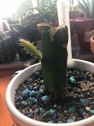 The cactus with red bulb. Just Wanted To Show An Update On My Beheaded Grafted Moon Cactus It S Not Just A Dragonfruit Cactus Succulents