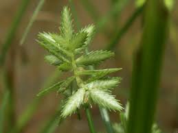 Image result for Pycreus pumilus