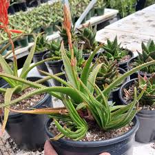 Image result for Aloe inyangensis