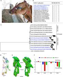 Animal cell structure and function in tamil. Frontiers First Molecular Evidence And Genetic Characterization Of Ovine Herpesvirus 2 In Multiple Animal Species In India Veterinary Science