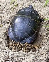 Painted Turtle Wikipedia