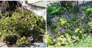 Image result for Plectranthus fruticosus