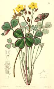 Image result for Oxalidaceae