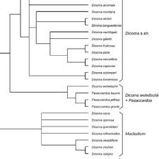 Image result for Macledium zeyheri