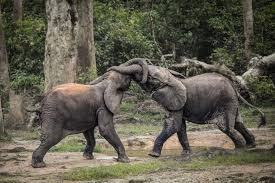 Elephants have a much longer lifespan in the wild than in captivity, according to a new study from science.the study, which compared female african elephants in kenya's amboseli national park with those in zoos, found that the wild elephants lived three times as long on average, surviving to a median age of 56 years compared with 17 years for elephants living in captivity. Some Elephants In Africa Are Just A Step From Extinction The New York Times